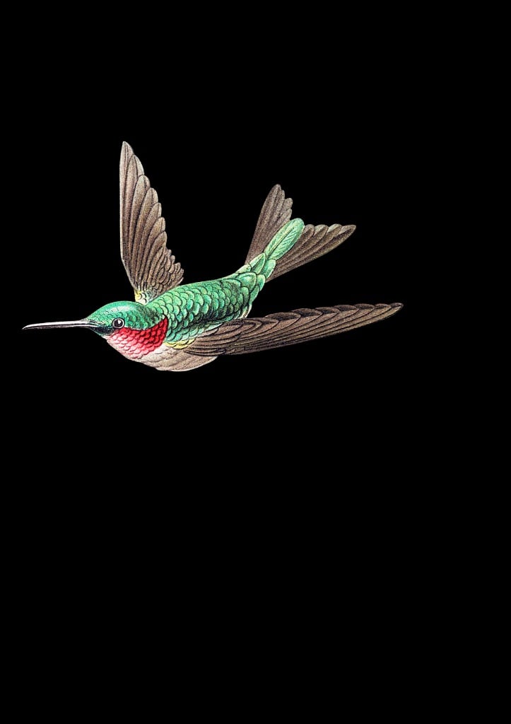 Gambar burung terbang